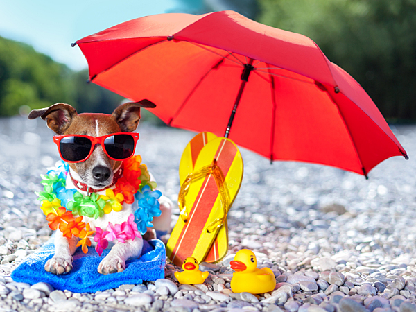dog under umbrella at beach with yellow rubber ducks