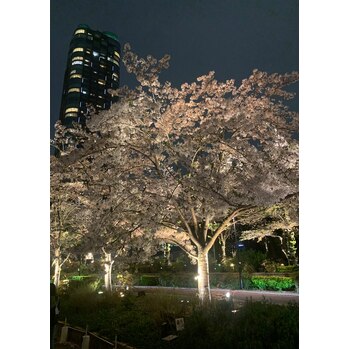 桜を見に行きました♪