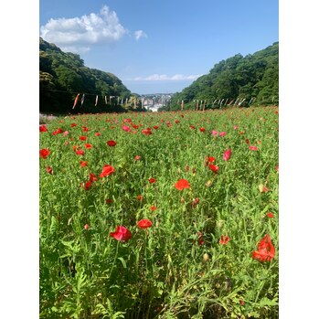 ピクニックに行ってきました☆